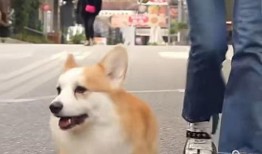 大狗最新爆料新闻视频,最新爆料新闻视频深度解析