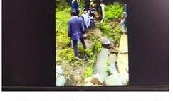 野生菌爆料视频播放,视频揭秘菌类世界奇观